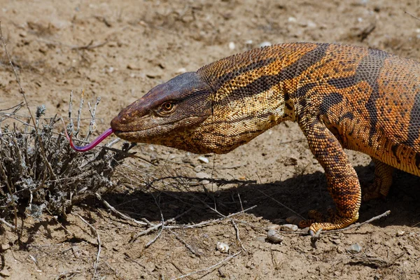Monitor Lizard no deserto de Kyzyl Kum, Uzbequistão Fotografias De Stock Royalty-Free