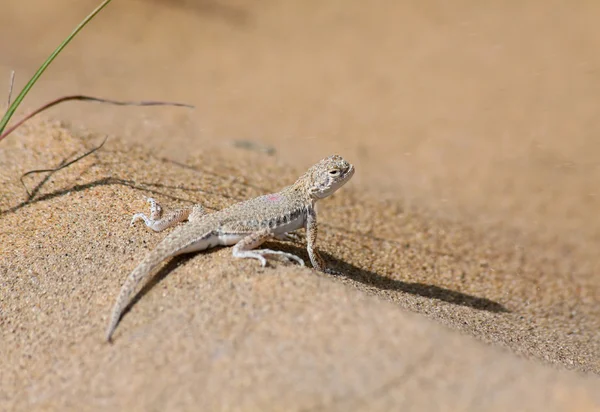 キジル クム砂漠で、ウズベキスタンのヒキガエル アガマトカゲ — ストック写真