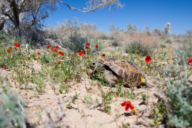 Gelincikler arasında Orta Asya kaplumbağa