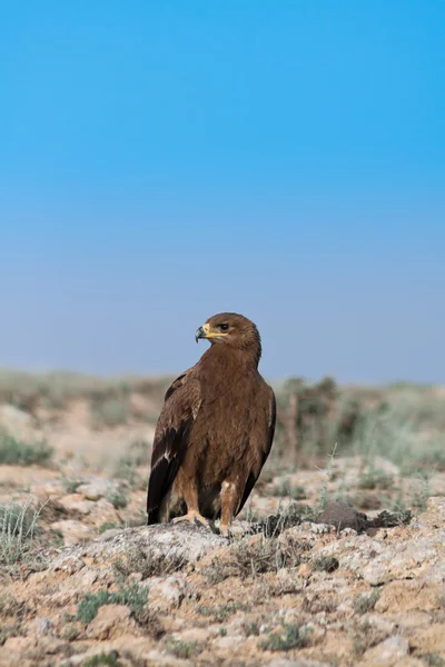 Aquila delle steppe Immagine Stock