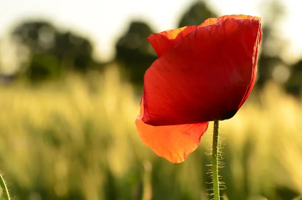 Poppy flower on a blurred background fields — Stock Photo, Image