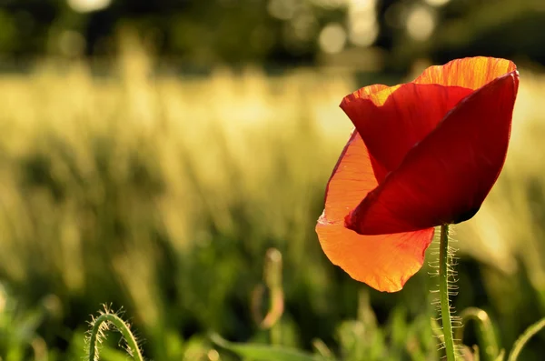 Poppy flower on a blurred background fields — Stock Photo, Image