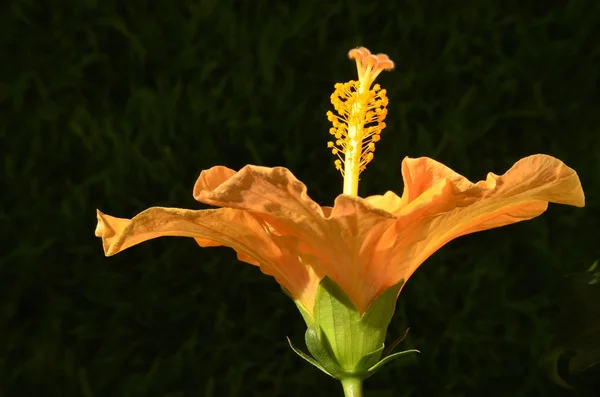 Hibiscus blomma ståndare — Stockfoto