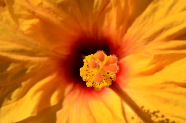 Hibiscus çiçek ercik — Stok fotoğraf