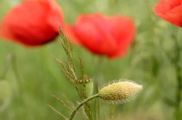 Fresh closed bud poppy on a blurred background of blooming poppies — Stock Photo, Image