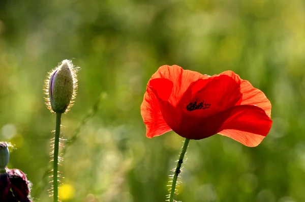 Vallmo blomma på en suddig bakgrund fält — Stockfoto