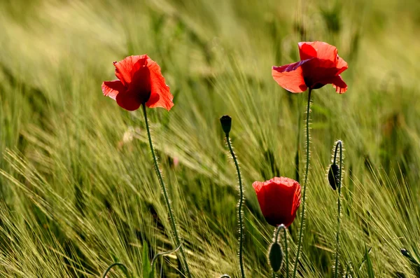 Tre vallmo blomma på en suddig bakgrund fält — Stockfoto