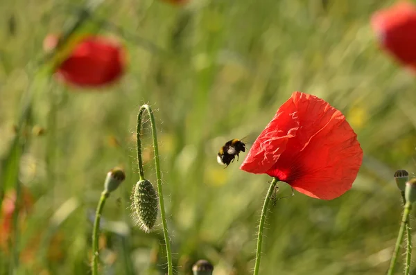 罂粟花卉和背景模糊的字段上大黄蜂 — 图库照片