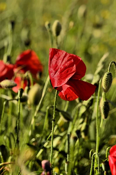 Fleur de pavot sur un fond flou champs — Photo