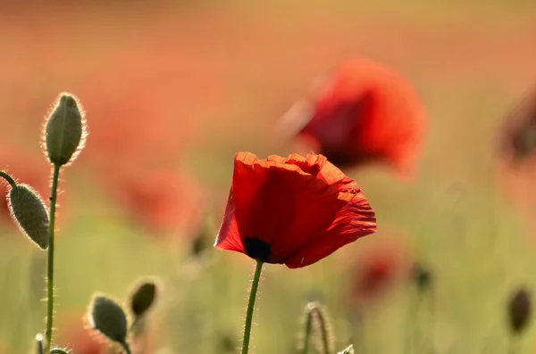 Fleur de pavot sur un fond flou champs — Photo