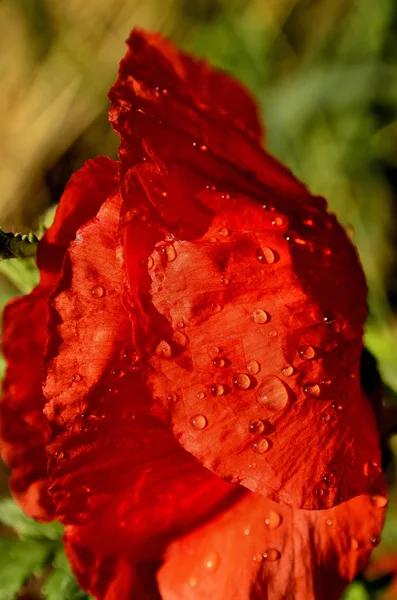 罂粟花卉背景模糊的字段上雨后 — 图库照片