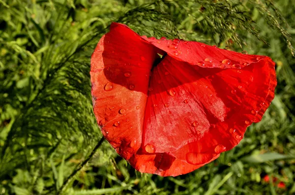 Fleur de pavot après la pluie sur un fond flou champs — Photo