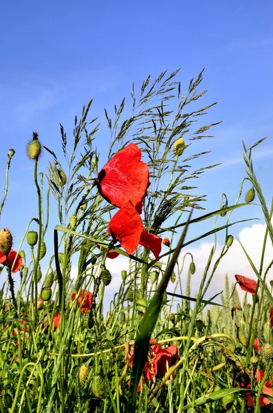 Bouquet of poppies and wild plants against a blue sky — Stock Photo, Image