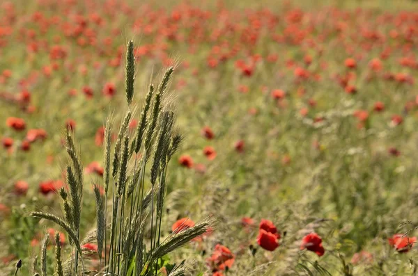 Clump of ears of grain, on a blurred background field of poppies — Stock Photo, Image