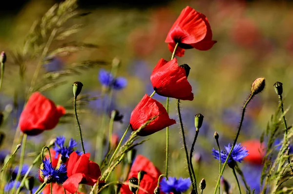 Fleur de pavot sur un fond flou champs de bleuets — Photo