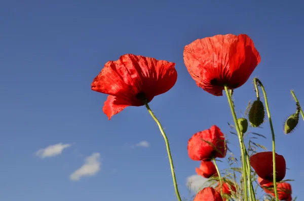 Poppies mavi gökyüzü karşı — Stok fotoğraf