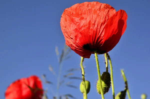 Poppies mavi gökyüzü karşı — Stok fotoğraf