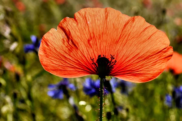 A single poppy petal on a blurred background fields with cornflowers — Stock Photo, Image