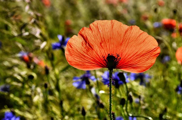 Un seul pétale de pavot sur un fond flou champs de bleuets — Photo