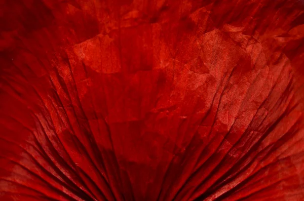 A single poppy petal — Stock Photo, Image