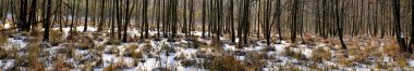 Alder swamp forest in winter panorama clipart