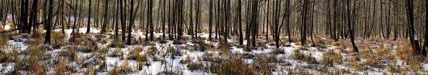 Болотный лес в зимней панораме — стоковое фото