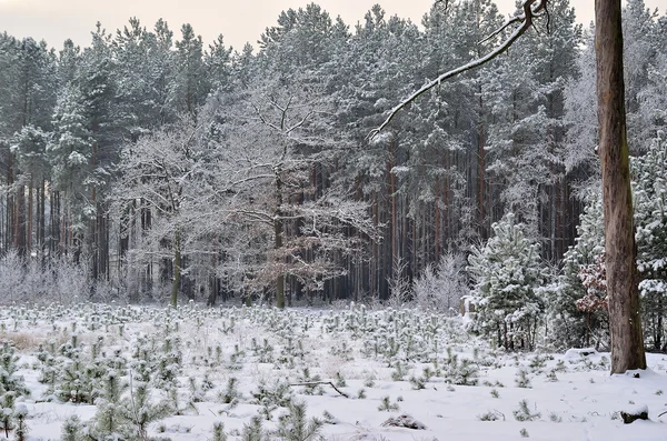 En el bosque en invierno — Foto de Stock