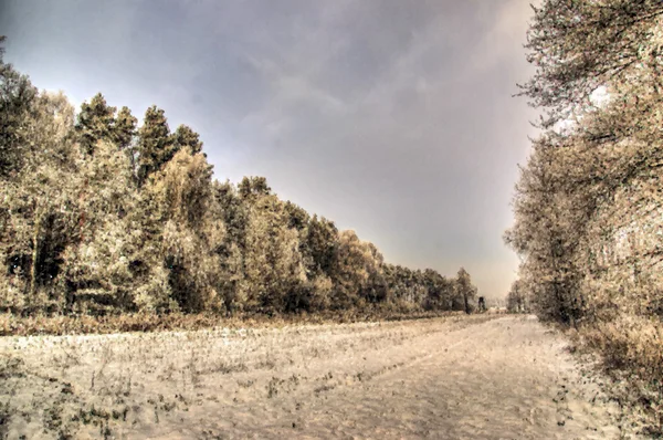 Зимовий лісовий пейзаж живописно — стокове фото