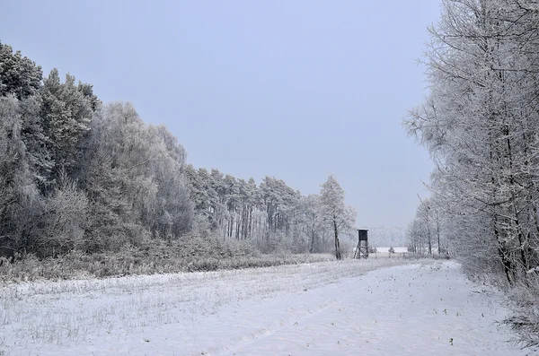 Inverno paisagem florestal — Fotografia de Stock