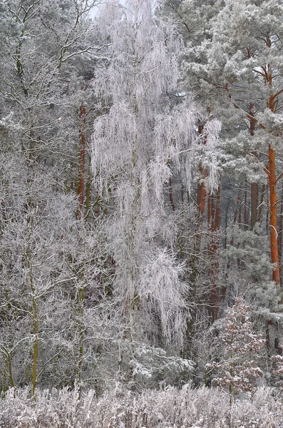 Téli erdős táj — Stock Fotó