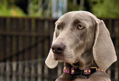 Weimaraner portre