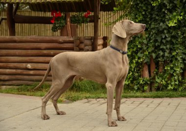 weimaraner - işleme