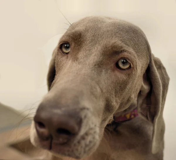 Weimaraner portre — Stok fotoğraf