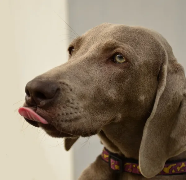 Weimaraner 초상화 — 스톡 사진