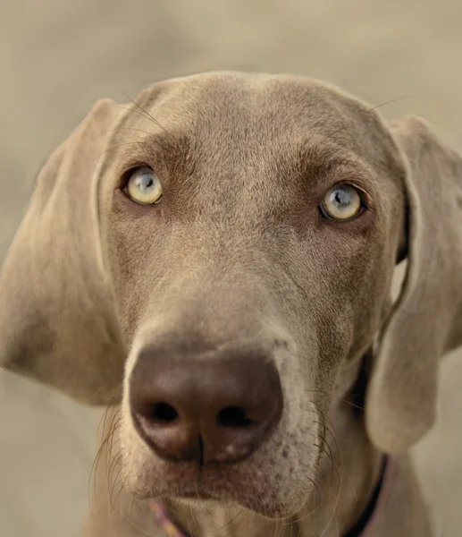 Weimaraner portre — Stok fotoğraf