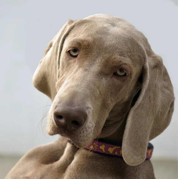 Weimaraner-Porträt — Stockfoto