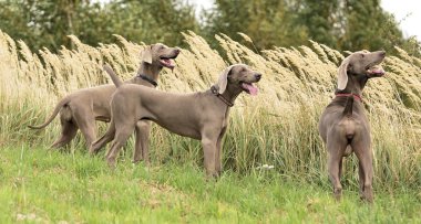 Weimaraner eylem