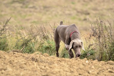 Weimaraner eylem
