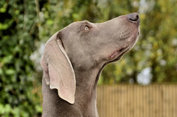 Weimaraner portre — Stok fotoğraf