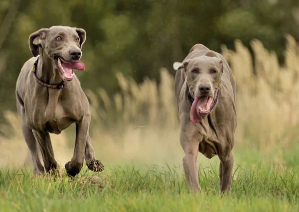 Weimaraner eylem — Stok fotoğraf