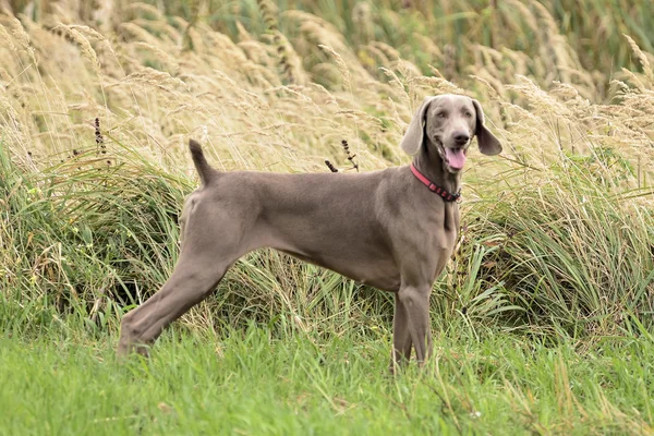 Weimaraner 행동에 — 스톡 사진