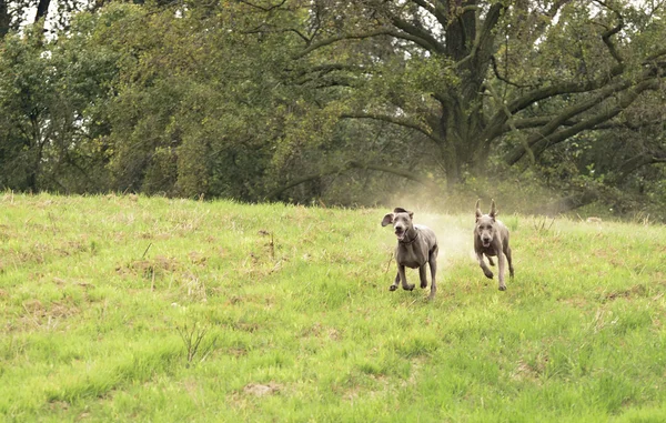 Weimaraner in action — Stock Photo, Image