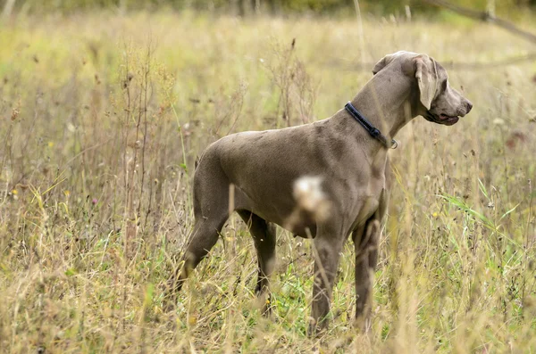 Weimaraner eylem — Stok fotoğraf