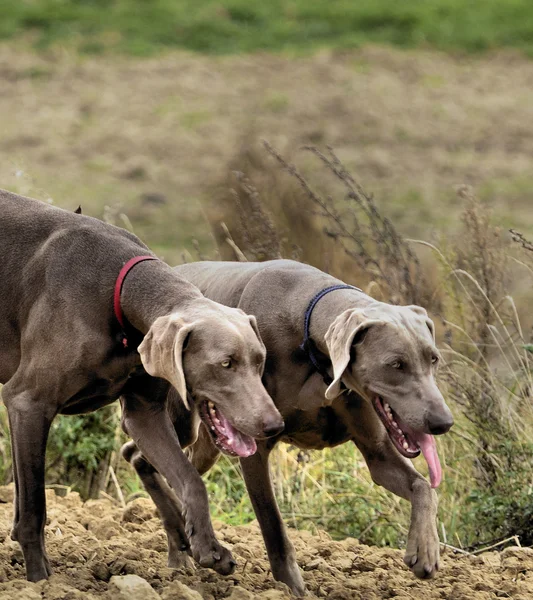 Weimaraner i aktion — Stockfoto