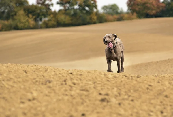 Weimaraner eylem — Stok fotoğraf