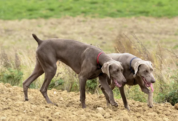 Weimaraner in azione — Foto Stock