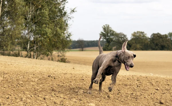 Výmarský ohař v akci — Stock fotografie