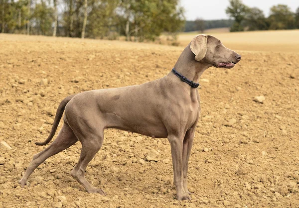 Weimaraner em acção — Fotografia de Stock