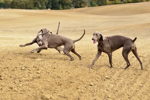 Weimaraner i aktion — Stockfoto