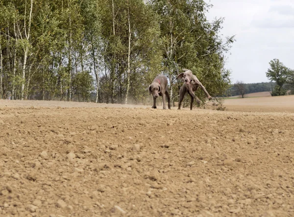 Weimaraner in action — Stock Photo, Image